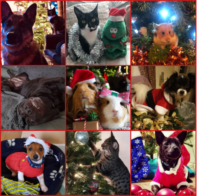 Name:  FestivePets.PNG
Views: 4347
Size:  1.20 MB