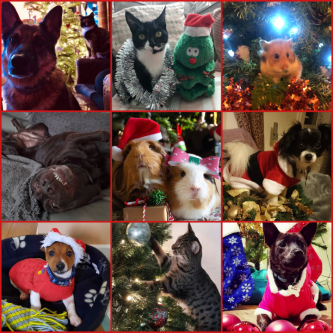 Name:  FestivePets.PNG
Views: 11330
Size:  1.20 MB