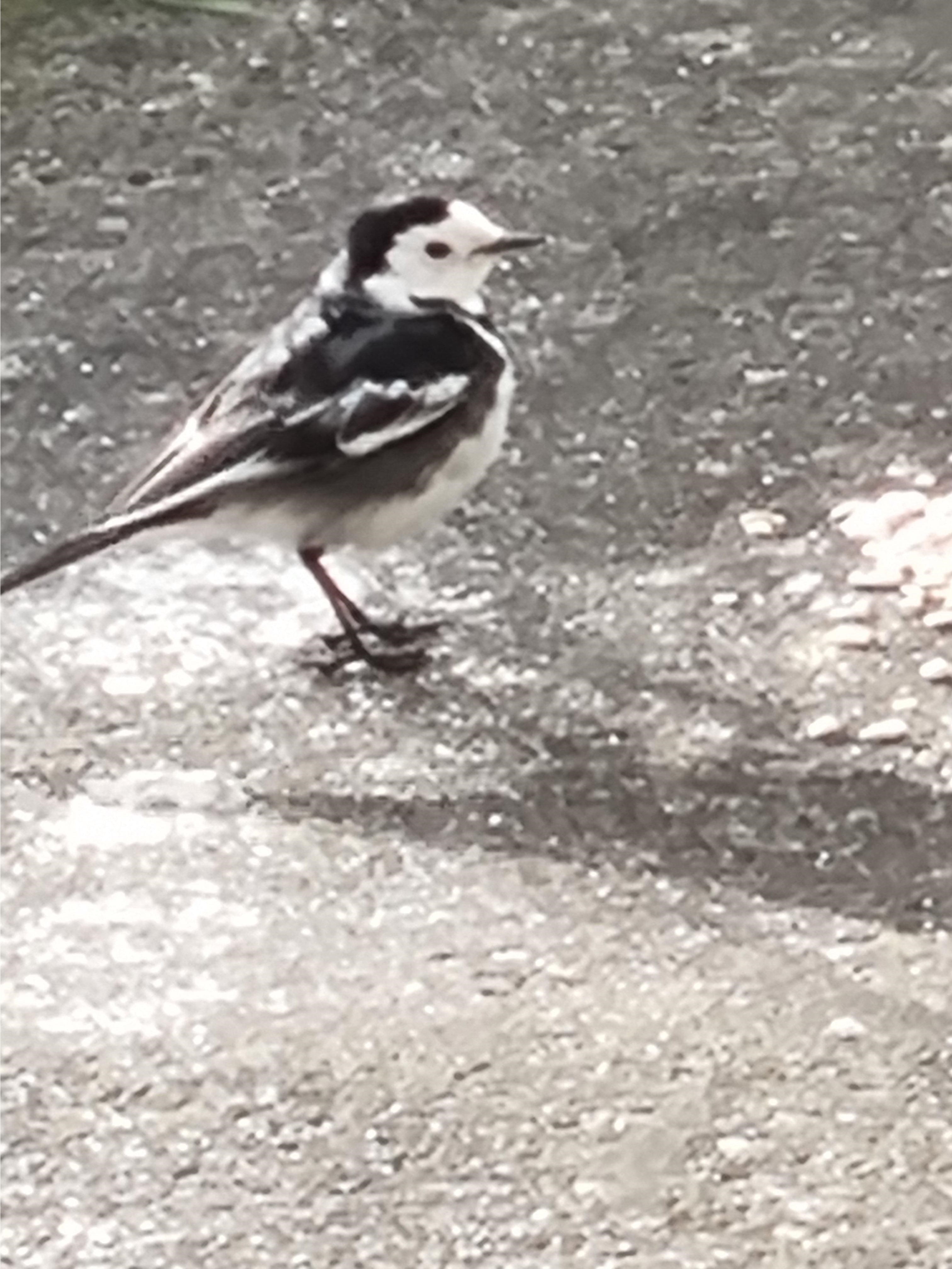 Name:  Bird1.jpg
Views: 4839
Size:  1.07 MB