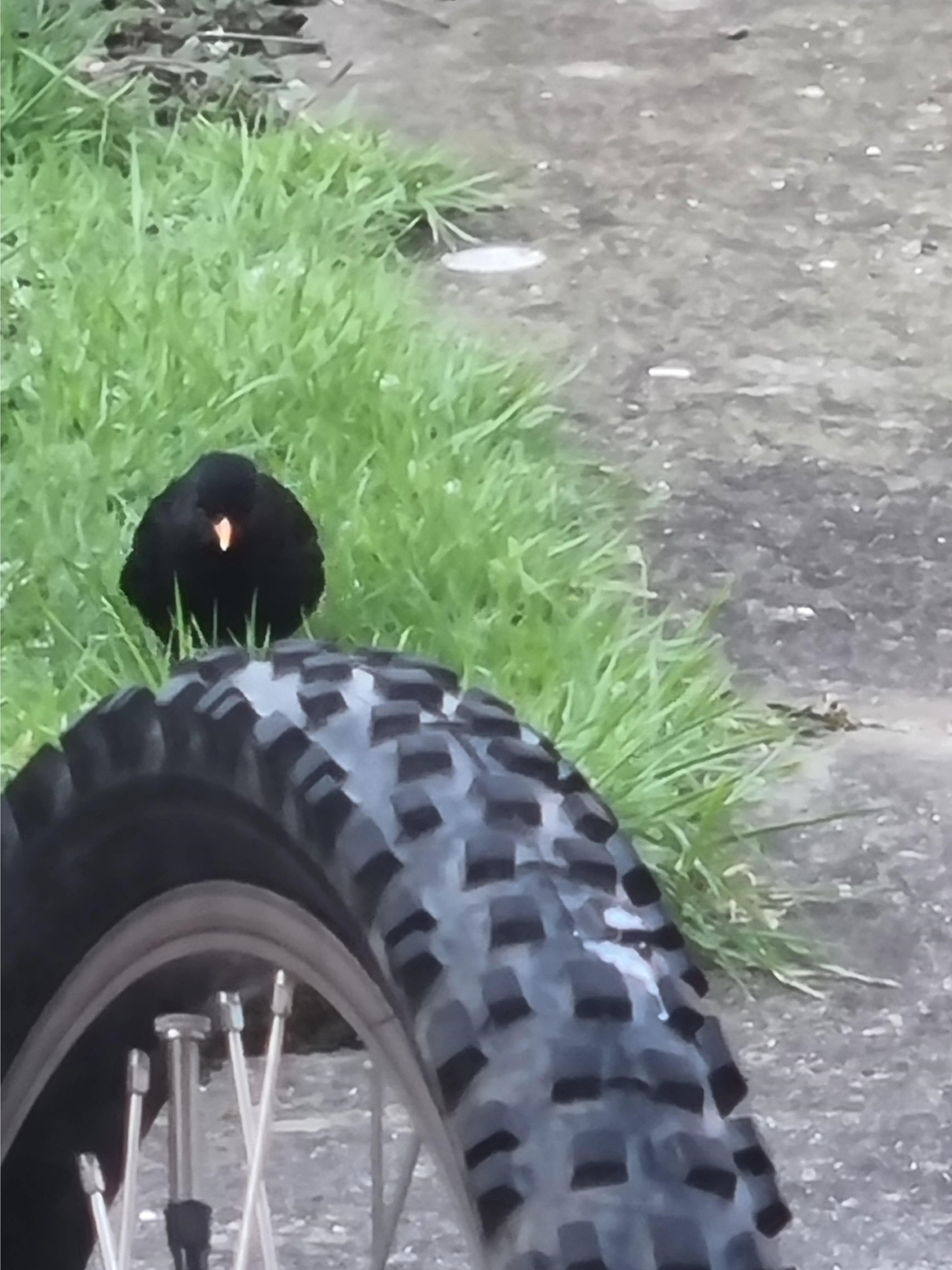 Name:  Bird4.jpg
Views: 4880
Size:  813.3 KB